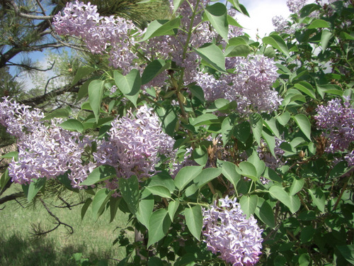 Hydrangea.